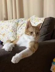 ゆりの画像