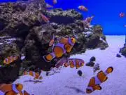 No Colorの画像