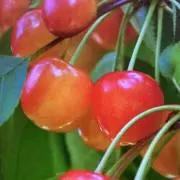 チェリー♡の画像