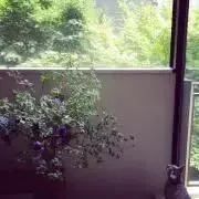 Ronronの画像