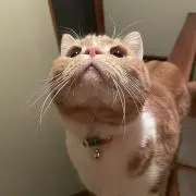 A.
