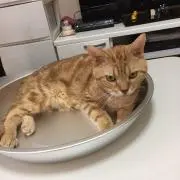 チャラ