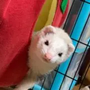 chanko7の画像