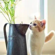 ハルモニー