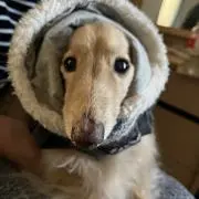 asx_beeの画像
