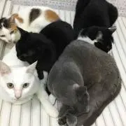 タイタイの画像