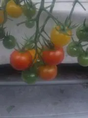 江月庵の画像