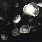 NA・Ｉ・MO・NO＊NE・DA・RIの画像