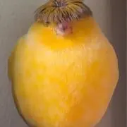 なみの画像