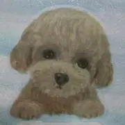 プードル