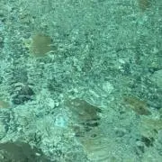 トロの画像