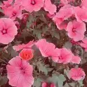 I_aymの画像