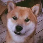 やまとの画像