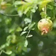 mintの画像