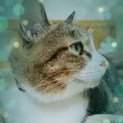 ハルシア