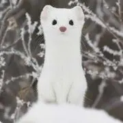 サカヒト
