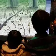 しのそ
