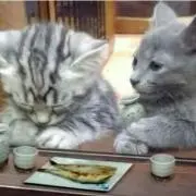 黒猫※対応が遅い場合プロフ確認願います。の画像