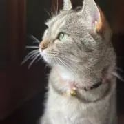 しーちきんの画像