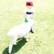 ママミヤ