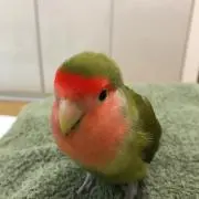 Sakuraの画像