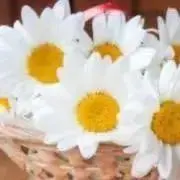 ゆみ☆の画像