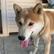 愛犬ももの画像