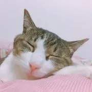 なぎの画像