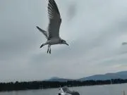 ケンケンの画像