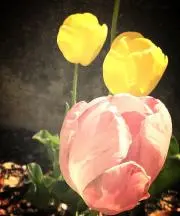 もうふの画像