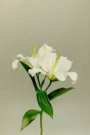 百合の画像