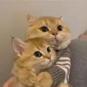 エマの画像