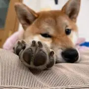 あずきの画像
