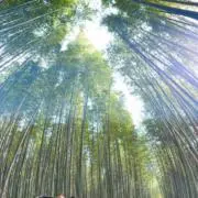 ポン吉の画像