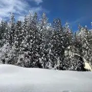 ハクの画像