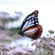 ☆のの花☆