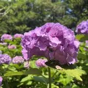 tamaの画像