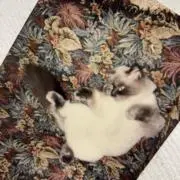 CBの画像