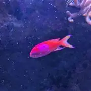チャチャの画像