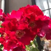 ナッピィ♡