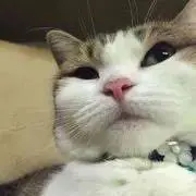 なななの画像