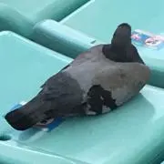 夢追人の画像