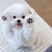 minnkの画像