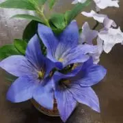 あんずの画像