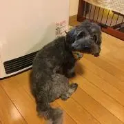 チロルの画像