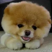 ぽんちゃん