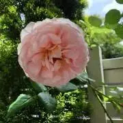 mayo断捨離中の画像