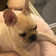 メラニンの画像