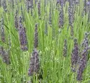 lavenderの画像