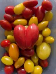 vegetable一家の画像